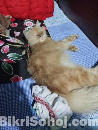 Persian cat